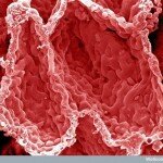 Human Body Microscopic Picture - Alveoli Cavities in the Lung Tissue