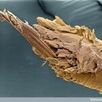 Human Body Microscopic Picture - Damaged End of Human Hair
