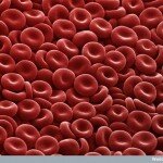 Human Body Microscopic Picture - Red Blood Cells