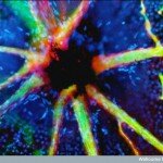 Human Body Microscopic Picture - Retinal Blood Vessels Branching from the Optic Nerve