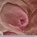 Human Body Microscopic Picture - Taste Bud on the Tongue