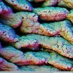 Human Body Microscopic Picture - Villi of Small Intestine