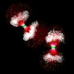 Small World Photomicrography Competition 2010 Winning Photographs