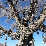 The Old Shoe Tree on Highway 50 in Nevada, Photo: Jagman2006, Flickr The Old Shoe Tree on Highway 50 in Nevada, Photo: Jagman2006, Flickr