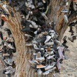 Bunch of Shoes on a Tree That Was Vandalized on New Years Eve, Photo: C.D. Jones, Flickr Bunch of Shoes on a Tree That Was Vandalized on New Years Eve, Photo: C.D. Jones, Flickr